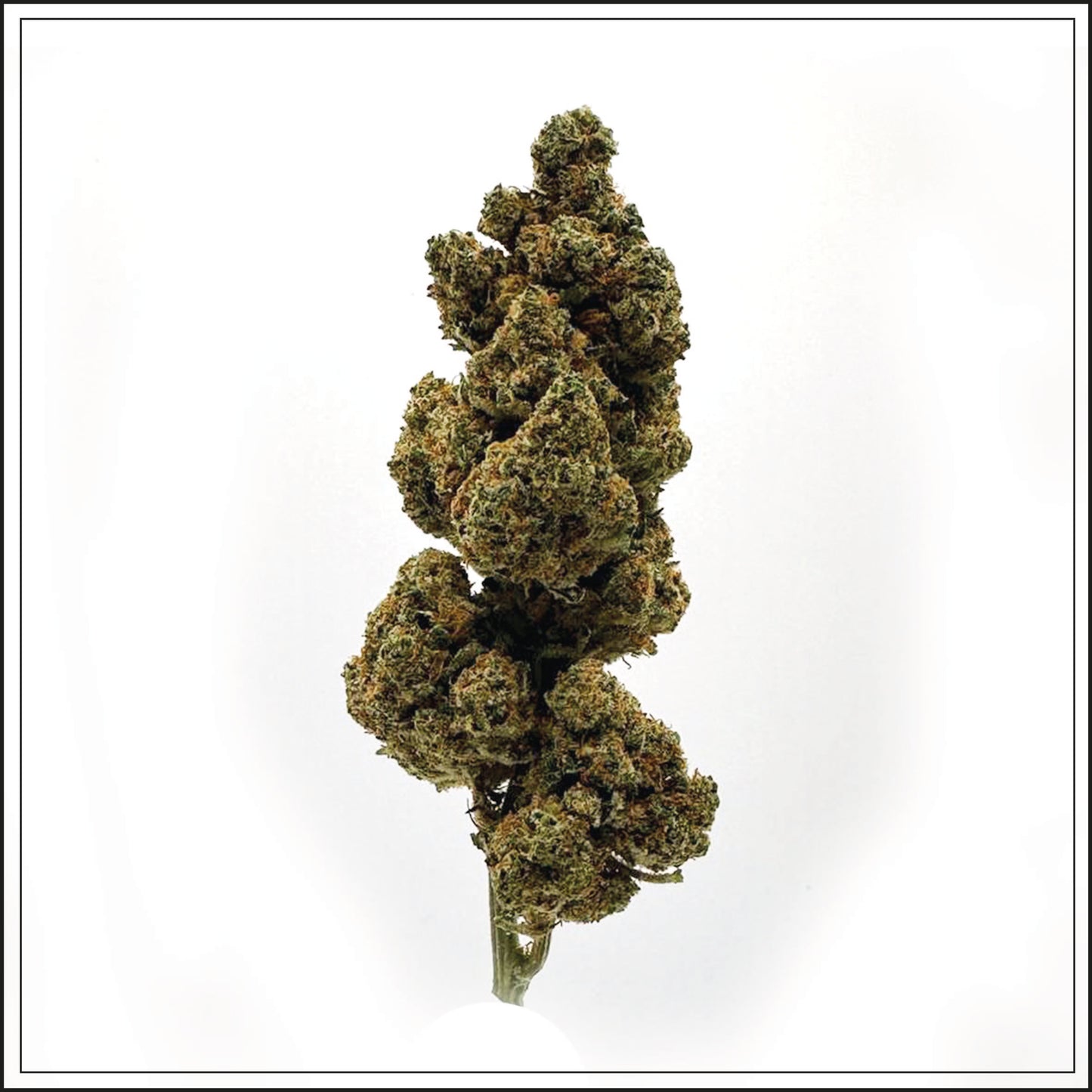 Lemon Meringue 4%
