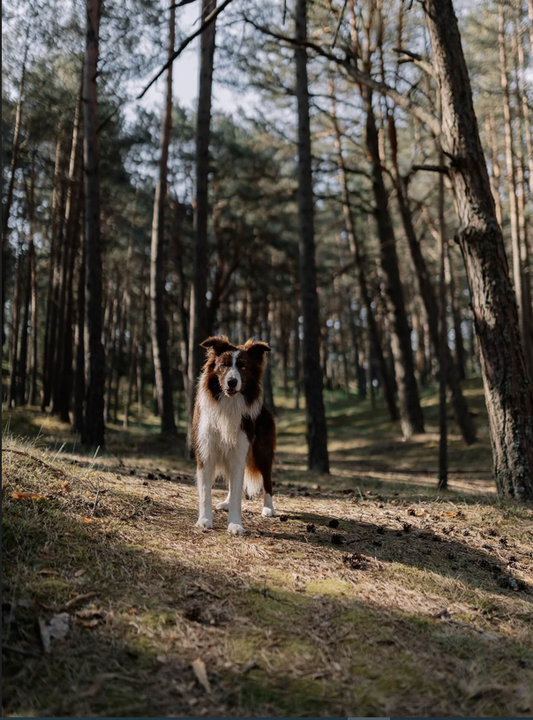 Le CBD est-il dangereux pour votre animal ?