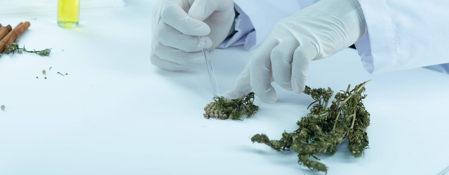 Néo Cannabinoïdes